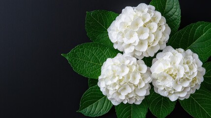 Beautiful White Hydrangea Blooms Surrounded by Fresh Green Leaves Arranged on a Dark Background for a Stunning Floral Composition