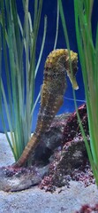 sea horse in aquarium