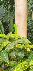 green tree with a green lizard