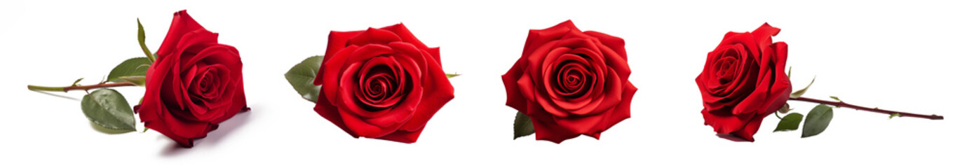 Fototapeta premium Set of roses isolated on white background