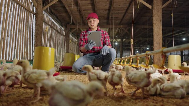 Modern broiler farming with digital tools. Millennial farmer recording poultry growth in the coop. Monitoring chicken health with smart technology.