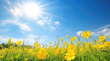 Vibrant rapeseed flowers in full bloom under a radiant blue sky with fluffy clouds, showcasing the beauty of a sunny spring day.