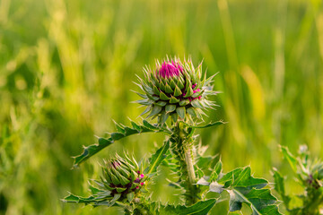 flower of a thistle