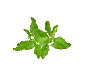 Holy basil or tulsi leaves isolated over transparen png.