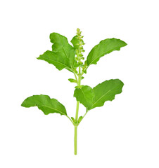 Holy basil or tulsi leaves isolated over transparen png.