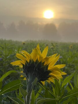 Sonnenaufgang mit Sonnenblume die sich der Sonne zuwendet. Die Sch&ouml;nheit der Natur genie&szlig;en. Leben auf dem Land