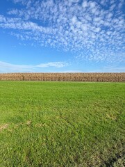Fototapeta premium Ein Maisfeld an einer Landstrasse und gegenüber eine Wiese und darüber ein blauer Himmel mit leichter Bewölkung