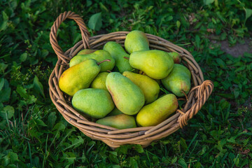 Pear harvest in the garden. Selective focus.