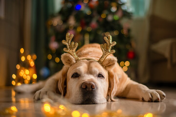 cute funny Labrador dog with deer horns on the background of a Christmas tree. christmas lights, christmas greeting card