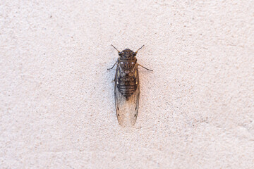 Cicada Singing on a Branch, Capturing the Essence of Summer, Nature’s Harmony, and the Vibrant Sound of Life in the Wild, Representing the Beauty and Symbolism of the Insect World