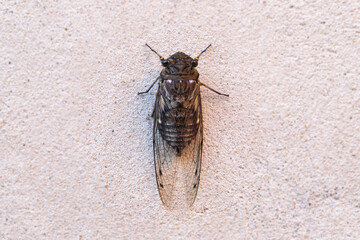 Cicada Singing on a Branch, Capturing the Essence of Summer, Nature’s Harmony, and the Vibrant Sound of Life in the Wild, Representing the Beauty and Symbolism of the Insect World