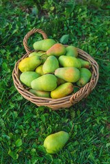 Pear harvest in the garden. Selective focus.