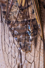 Cicada Singing on a Branch, Capturing the Essence of Summer, Nature’s Harmony, and the Vibrant Sound of Life in the Wild, Representing the Beauty and Symbolism of the Insect World