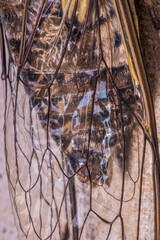 Cicada Singing on a Branch, Capturing the Essence of Summer, Nature’s Harmony, and the Vibrant Sound of Life in the Wild, Representing the Beauty and Symbolism of the Insect World