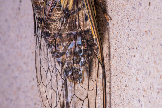 Cicada Singing on a Branch, Capturing the Essence of Summer, Nature&rsquo;s Harmony, and the Vibrant Sound of Life in the Wild, Representing the Beauty and Symbolism of the Insect World