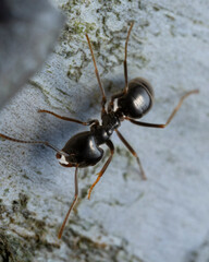 black ant on a white background