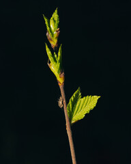 spring background with fresh green leaves and young buds