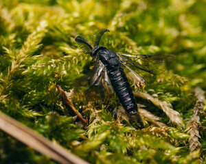 he brown spider on wood background