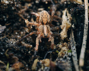 a closeup shot of a brown spider on the ground