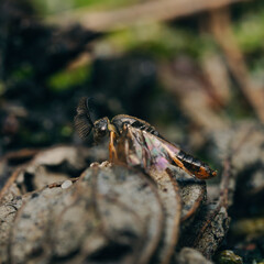 closeup of the dead fish in the nature