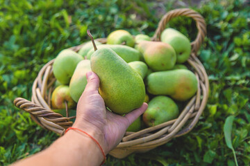Pear harvest in the garden. Selective focus.