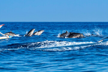Fototapeta premium Dophin jumping at the sea during sun rise at Lovina beach in Bali-Indonesia
