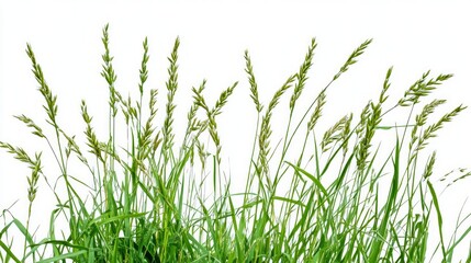 Naklejka premium Fresh Green Grass Isolated on White Background