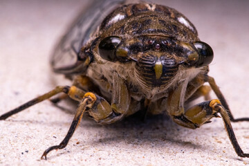 Cicada Singing in the Summer Heat, Capturing the Vibrant Sound of Nature, Symbolizing the Essence of Warm Weather, Outdoor Life, and the Beautiful Harmony of Insects in the Wild