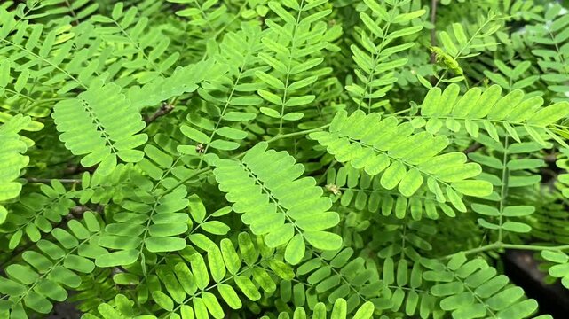 Fresh Tamarind Leaves in Close-Up &ndash; Nature&rsquo;s Green Detail