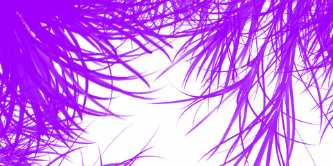 Beautiful abstract purple feathers on white background and soft white feather texture on dark pattern and purple background, purple palm leaves on white background.