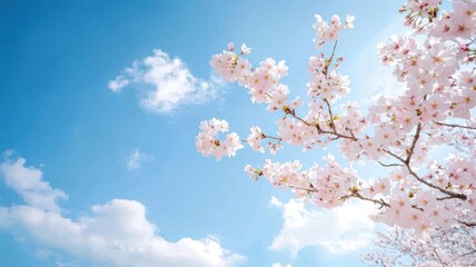 Obraz premium Sakura Festival in Washington blue sky , DC