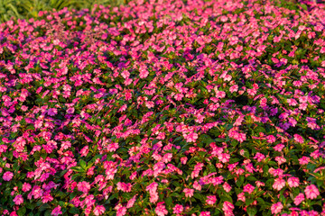 Fototapeta premium Flowering garden plant in the family Balsaminaceae. Background flowers 