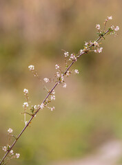 Macrophotographie de fleur sauvage - Passerage à feuilles de graminée - Lepidium graminifolium