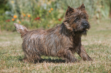 Cairn terrier