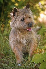 Naklejka premium Cairn terrier
