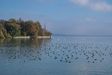 Wasservögel überwintern auf dem Bodensee bei der Insel Mainau