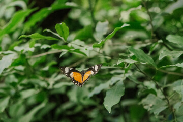 Butterfly perched on small branch 