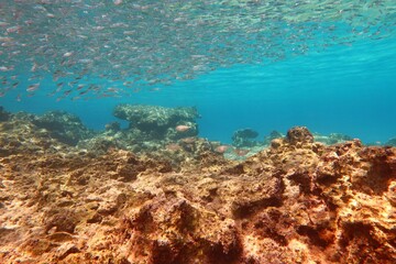 Blue ocean, school of small swimming fish in the water. Sea surface with fish and blue sea background. Marine life, travel photo. Scuba diving with the marine life, underwater photography.