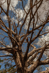 Majestic Tree Standing Tall in Nature, Capturing the Beauty of the Outdoors, Symbolizing Strength, Growth, and the Vitality of the Natural World, Perfect for Representing Environmental Harmony