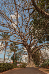 Majestic Tree Standing Tall in Nature, Capturing the Beauty of the Outdoors, Symbolizing Strength, Growth, and the Vitality of the Natural World, Perfect for Representing Environmental Harmony