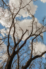 Majestic Tree Standing Tall in Nature, Capturing the Beauty of the Outdoors, Symbolizing Strength, Growth, and the Vitality of the Natural World, Perfect for Representing Environmental Harmony