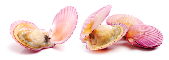 Raw scallop on white background 