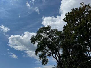 Trees in forest against sky with clouds
