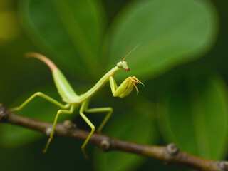 Praying mantis perched on a branch, observing its surroundings