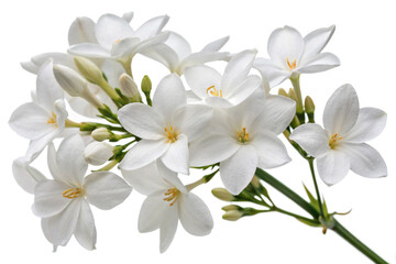 Set with four white flowers,Close-up of white flowers against white background