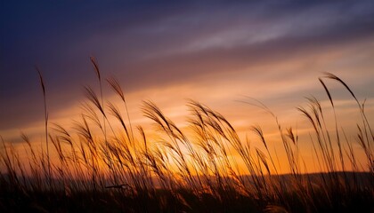 Fototapeta premium prairie grasses twilight