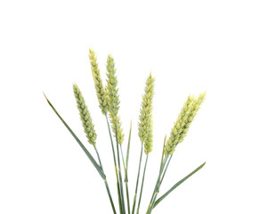 Fototapeta premium Golden wheat ears.
