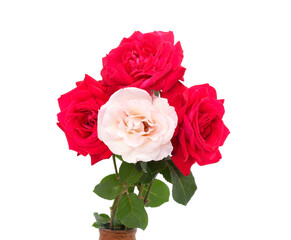 Beautiful white and red roses.