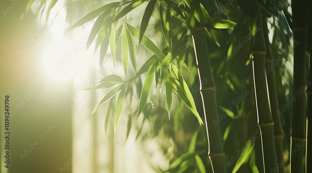 Poster sunlight filters through lush bamboo leaves in a serene garden setting during early morning hours