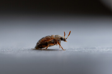 mall bug on a white background macro